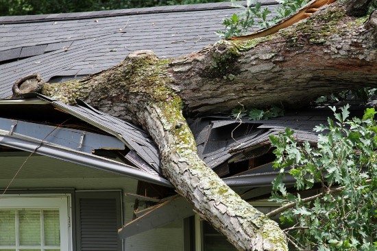 Storm felled oak tree falls on house ripping through its roof Storm damage roof repair service shown with fallen tree impact needing restoration in West Austin